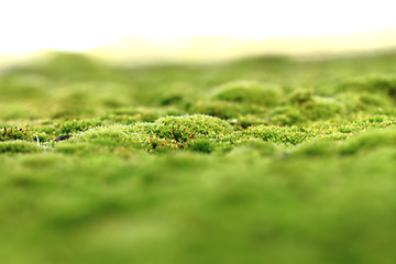 Image showing green moss background