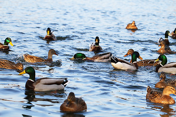 Image showing wild ducks in the lake
