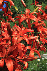 Image showing red lilly background