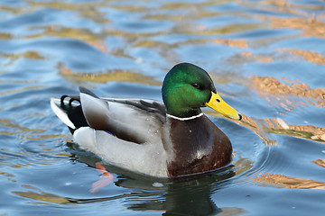 Image showing wild duck in the water