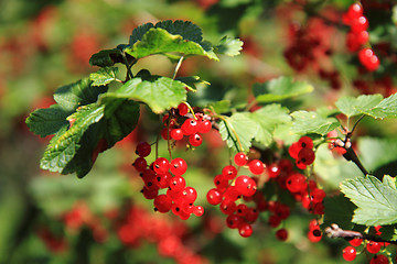 Image showing red currant plat with fruits