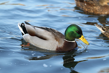 Image showing wild duck in the water