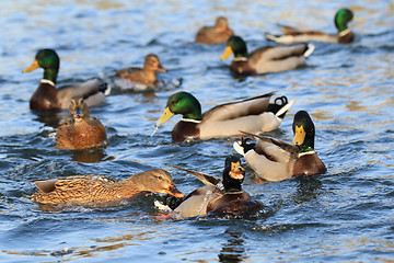 Image showing wild ducks in the lake