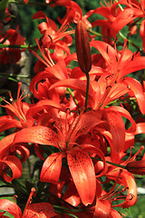 Image showing red lilly background