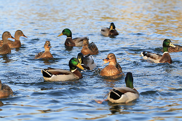 Image showing wild ducks in the lake