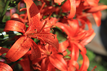 Image showing red lilly background