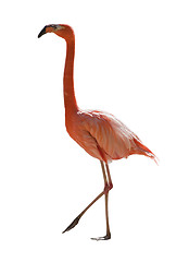 Image showing Red flamingo