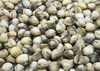 Image showing Clam background