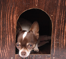 Image showing chihuahua at home