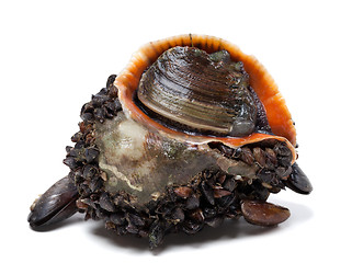 Image showing Rapana venosa covered with mussels