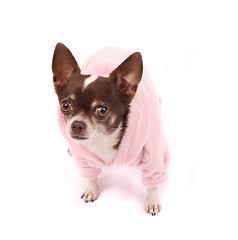 Image showing chihuahua in pink