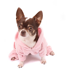 Image showing chihuahua in pink