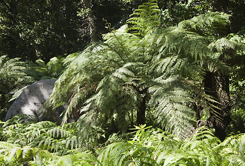 Image showing Giant fern in Sintra park