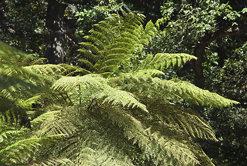 Image showing Giant fern in Sintra park