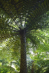 Image showing Giant fern in Sintra park
