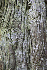 Image showing Old tree