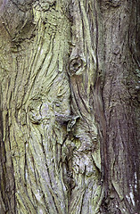 Image showing Old tree