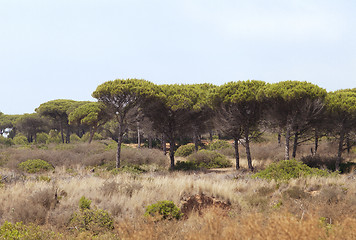 Image showing Wilderness in Spain