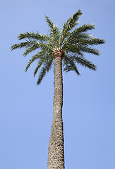 Image showing Palm-tree