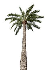 Image showing Isolated palm-tree