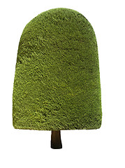 Image showing Topiary tree 