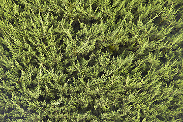 Image showing Conifer branches texture