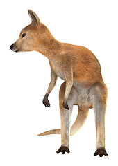 Image showing Joey