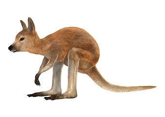 Image showing Joey