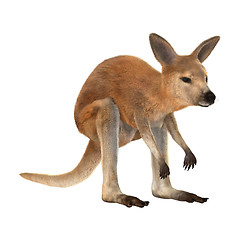 Image showing Joey