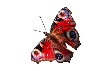 Image showing The butterfly on a white background