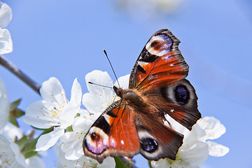 Image showing the butterfly , apple-tree flower