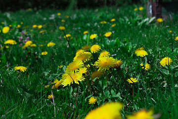 Image showing young dandelions grow in the meadow