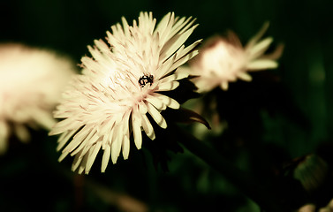 Image showing Ladybug sitting on a dandelion