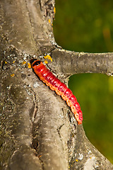 Image showing  The big, bright beautiful caterpillar creeps on an apple-tree trunk