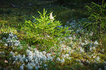 Image showing Illuminated by sunlight small tree in the forest