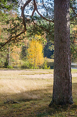 Image showing Autumn landscape in the forest