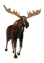 Image showing Moose