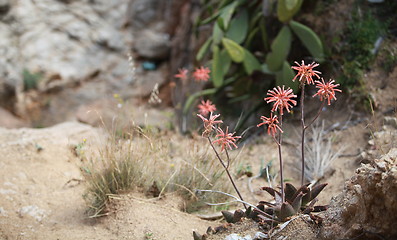 Image showing cactus flowers