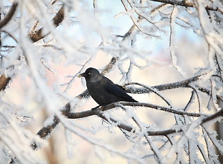 Image showing crow on snow-covered tree