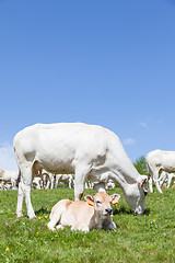 Image showing Free calf on Italian Alps