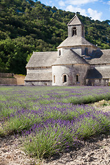 Image showing Lavander field