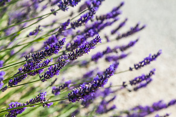 Image showing Lavander field