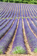 Image showing Lavander field