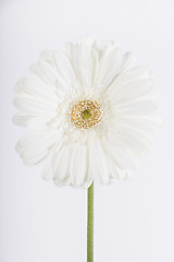 Image showing Close up of a white flower