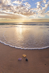 Image showing Shells on the beach at Wanda