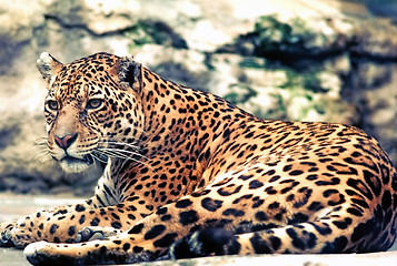 Image showing Leopard