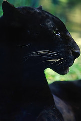 Image showing Black panther