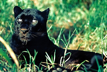 Image showing Black panther