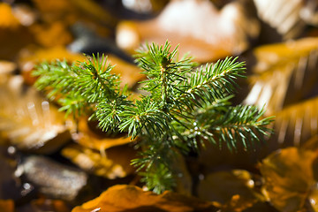 Image showing Spruce Twig