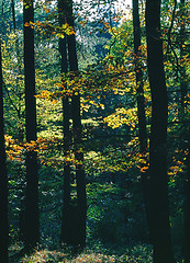 Image showing Autumn Forest